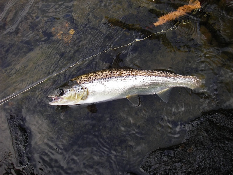 Upper Kennebec Landlocked