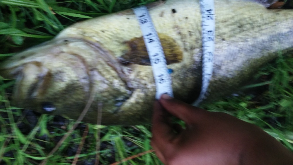 6 lber