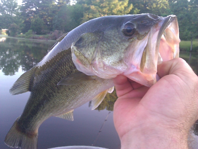 Millcreek Largemouth Bass