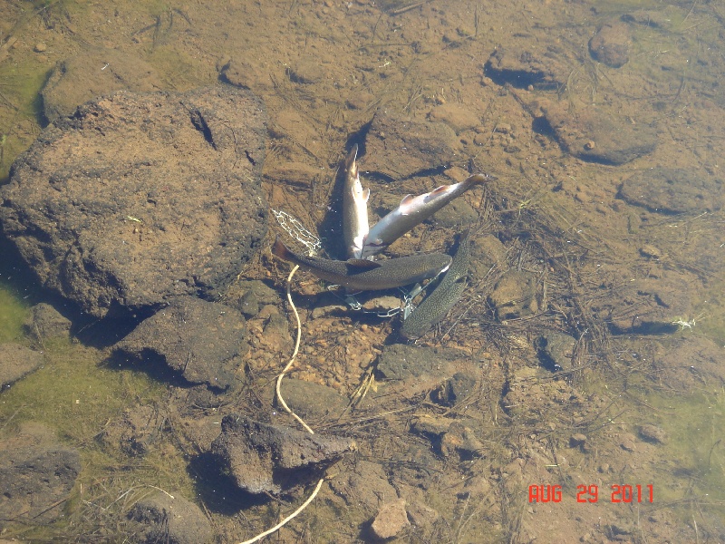 More Brookies