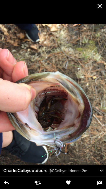 Crawfish in its mouth