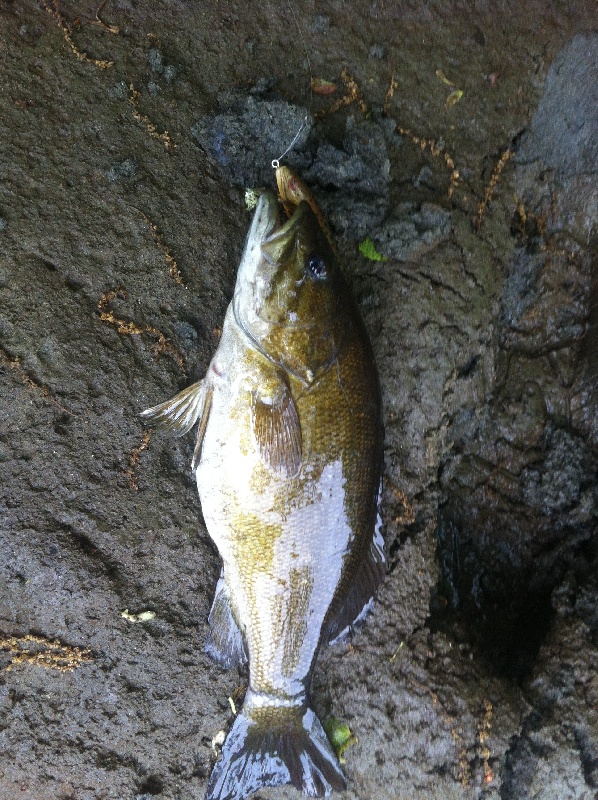 Smallmouth