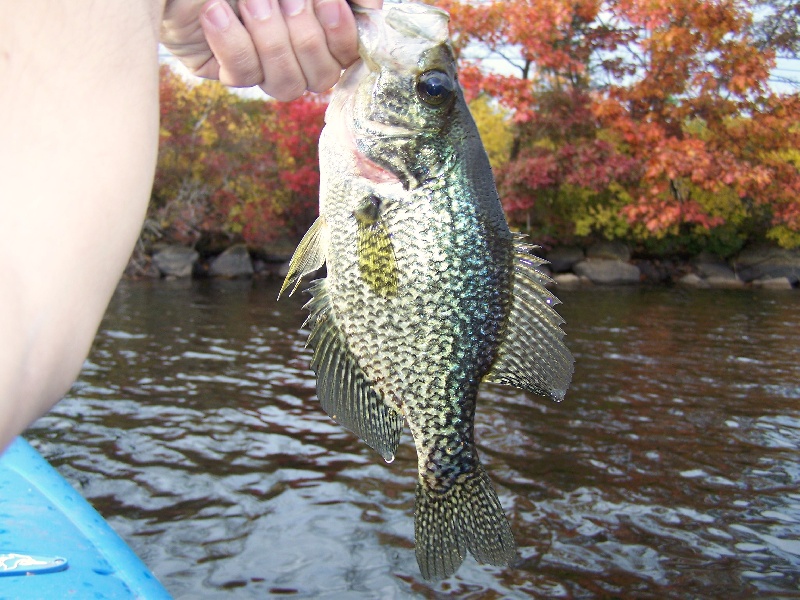 14oz Crappie