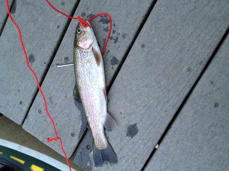 Rainbow Trout