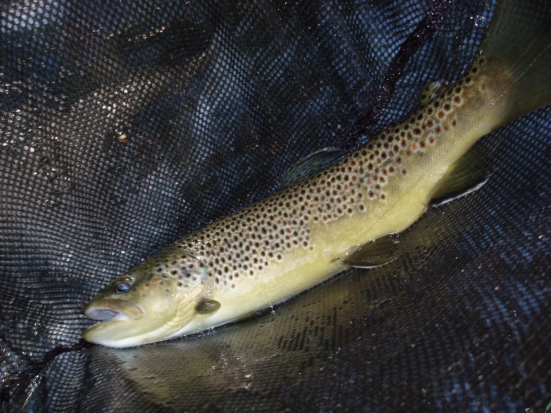 swift river brown