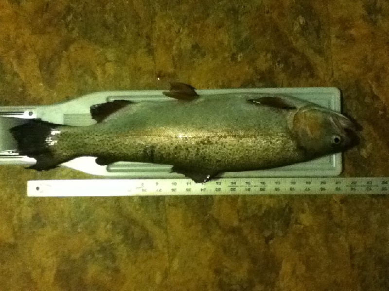 4.4 pounder Moosup River